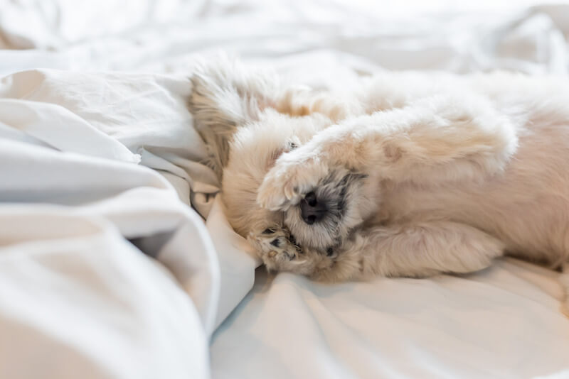 Een hond die ontspannen op een schoon bed ligt te slapen, ideaal voor een huis zonder huisstofmijt.